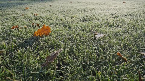 Overhead shot of frosty green grass at sunrise in winter, fallen leaves
