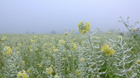 Winter canola field, rapeseed with frost, frozen crop