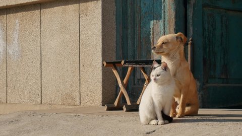 A white cat and a yellow dog sit at the door and look around, on warm morning Video de stock