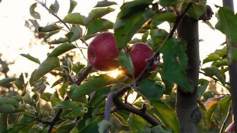 Apple harvesting. close-up. Red, ripe, juicy apples on branches in sun rays, at sunset, in farm orchard. autumn. Agriculture, gardening.