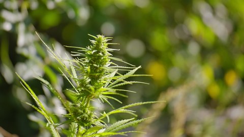 Cannabis bloom, marijuana field  Organic grow of cannabis for medical use. slow motion