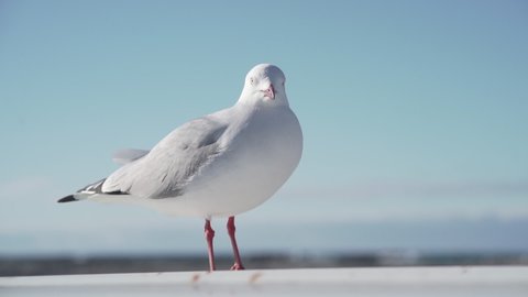 A Beautiful Seagull Close Up Stock Footage Video 100 Royalty Free 23478163 Shutterstock