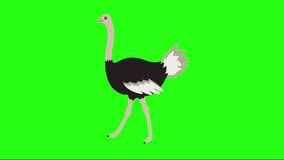 Ostrich walking green screen chroma key video