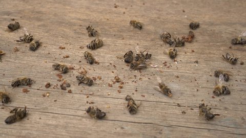 Bee mortality. A lot of dead worker honey bees close up. Pesticide poisoning, Bacterial diseases, Pests and parasites, Fungal diseases