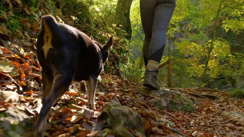 SLOW MOTION, CLOSE UP, LOW ANGLE: Fit young woman and her cute miniature pinscher puppy hike across a forest on a sunny autumn afternoon. Hiker girl and senior dog explore the woods changing colors