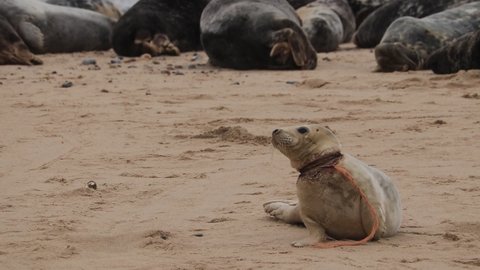 Injured seal pup on horsey gap beach England fishing net around pups neck 