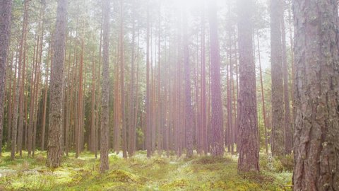 nature and environment concept - natural scene of pine forest or woods
