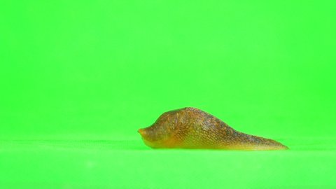 Semi-slugs crawling on a green screen