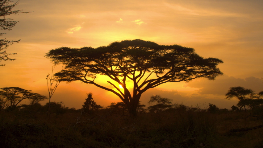SILHOUETTE, LENS FLARE: Scenic view of an old acacia tree in the heart of picturesque Serengeti. Golden summer evening sunbeams shine on acacias scattered around a stunning national park in Africa. Royalty-Free Stock Footage #1059976892