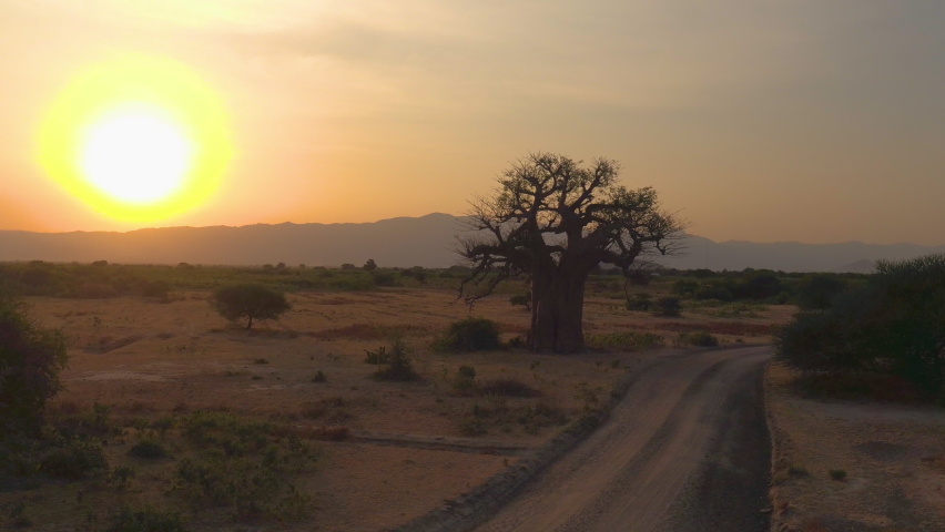AERIAL: Flying around a lonesome baobab tree on a beautiful sunny evening in Tanzania. Golden sunset illuminates an exotic Baobab in the picturesque heart of Serengeti. African landscape at dawn. Royalty-Free Stock Footage #1059976895