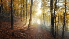 Following a path in a beautiful golden forest in autumn, with glorious rays of sunlight falling through the mist and trees
