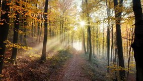 Following a path in a beautiful golden forest in autumn, with glorious rays of sunlight falling through the mist and trees - Powered by Shutterstock - Get 15% off with code: PIKWIZARD15