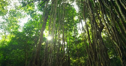 Sun light shines through rain forest canopy. Tracking video of wild and exotic flora and vegetation in beautiful national park in Thailand 