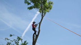 Tree surgeon or arborist felling the top of a tree.