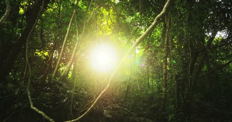 Sun rays light shines through trees and branches of jungle forest canopy. Beautiful background of exotic tropical flora and green vegetation in rainforest