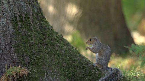 Grey squirrel sitting eating a chestnut in UK woodland