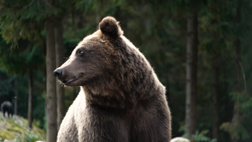 Cute Dangerous Leader of Pack, Group, Flock of Brown Bears in Wild Natura, in Forest hight in the Mountains. Amazing Nature, Powerful Flora, and Fauna. Concept of Animal`s Freedom, Home. Wildlife. | Shutterstock HD Video #1059985211