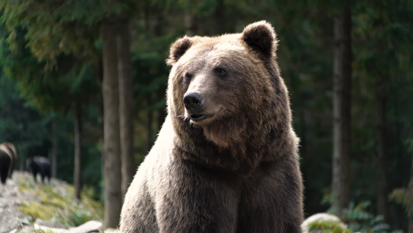 Cute Dangerous Leader of Pack, Group, Flock of Brown Bears in Wild Natura, in Forest hight in the Mountains. Amazing Nature, Powerful Flora, and Fauna. Concept of Animal`s Freedom, Home. Wildlife. Royalty-Free Stock Footage #1059985211