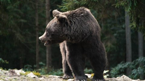 Animal`s Portrait of Powerful Angry Brown Bear in Wood, Wild Nature. Amazing Fur Color. Life in Forest, Home of Dangerous Animals, Freedom, Flora, and Fauna. Wild Free Life Hight in the Mountains.