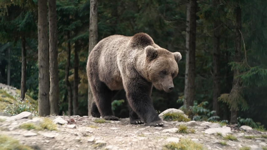 Amazing Powerful Brown Bear living walking in Wood, Wild Nature. Amazing Fur Color. Life in Forest, Home of Dangerous Animals, Freedom, Flora, and Fauna. Wild Free Life Hight in the Mountains. Royalty-Free Stock Footage #1059985217
