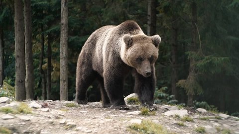 Amazing Powerful Brown Bear living walking in Wood, Wild Nature. Amazing Fur Color. Life in Forest, Home of Dangerous Animals, Freedom, Flora, and Fauna. Wild Free Life Hight in the Mountains.