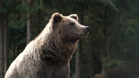 Animal`s Portrait of big Serious Powerful Brown Bear in Wild Nature. Life in Forest, Home of Dangerous Animals, Freedom, Flora, and Fauna. Wild Free Life Hight in the Mountains.