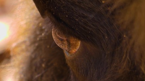 Close up of European bison eye on a sunny day in autumn	
