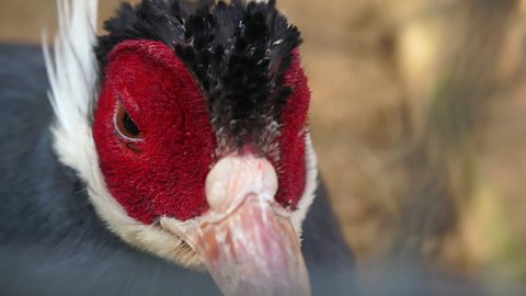 close-up of a bird with red cheeks, which is in the zoo. bird portrait
