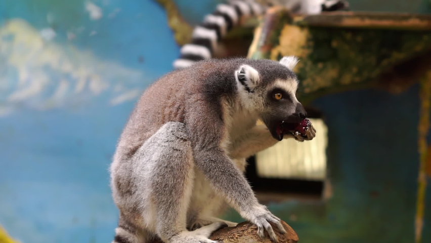 raccoon sits on a tree in the zoo and eats a fruit, holding it in its paw