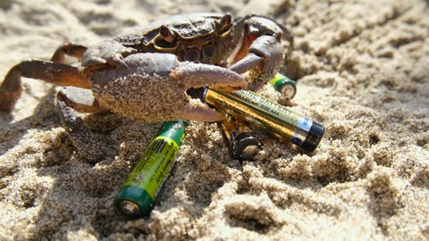 Palinuro,italy - september 20 2020: Sea crab hold discarded lithium battery on polluted marine beach ecosystem