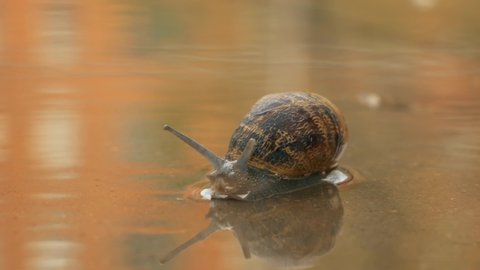 A little snail swimming in a puddle after the rain