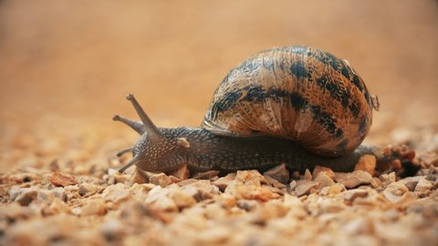 A little snail crawling in the sand