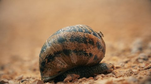 A little snail crawling in the sand