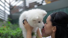 White dog in the arms of a beautiful girl. Dog breed Japanese Spitz - Powered by Shutterstock - Get 15% off with code: PIKWIZARD15
