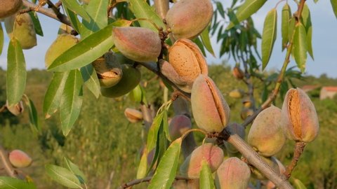 Close up of almond fruit ripening on tree in autumn at sunset in beautiful orchyard. Almond shells filled with nuts ready for harvest. Prunus dulcis.