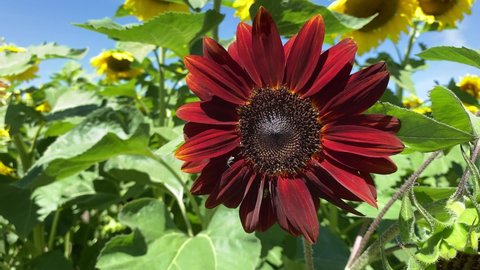 A moulin rogue (red sunflower) among a field of traditional yellow sunflowers. Vibrant, mid-day sunshine