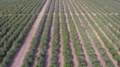 Aerial video of oranges field in Ica, Peru.