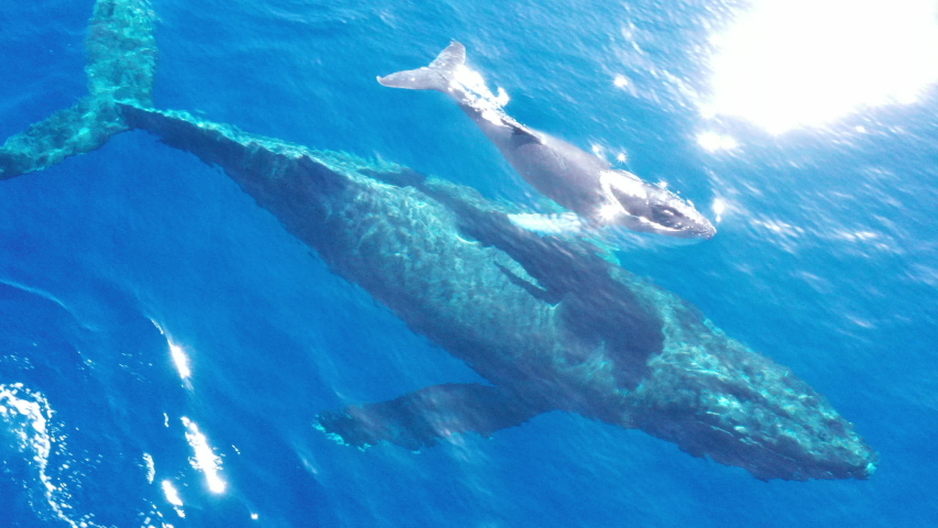 Humpback Whale Mother and Calf swim with sunlight dancing off the water off Maui, Hawaii Coast | Shutterstock HD Video #1060000550
