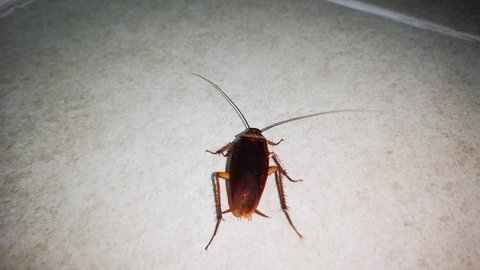 cockroach walking on ground floor in bathroom at night