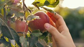 Woman picking red apple at the garden - Powered by Shutterstock - Get 15% off with code: PIKWIZARD15