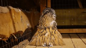 A beautiful big owl sits on a wooden floor