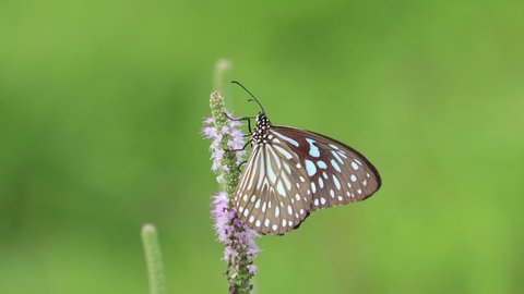 The blue tiger, is a butterfly found in South Asia and Southeast Asia that belongs to the crows and tigers, that is, the danaid group of the brush-footed butterfly family. Honey drinking butterfly