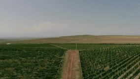 Aerial view video in an amazing vineyards landscape with drone, above vineyards in a beautiful day . Grapes In The Vineyard . Aerial view of green vineyard . Wine industry . Stock Video Footage .