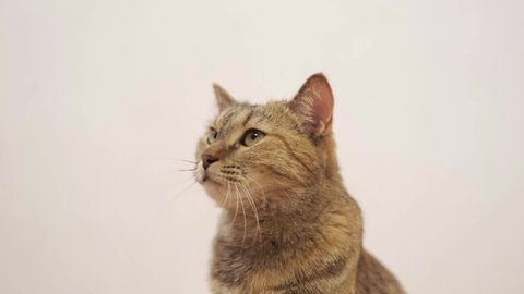 Cute Ginger Tabby Cat Yawning Stock Footage Video 100 Royalty Free Shutterstock Cute Ginger Tabby Cat Yawning Stock Footage Video 100 Royalty Free Shutterstock