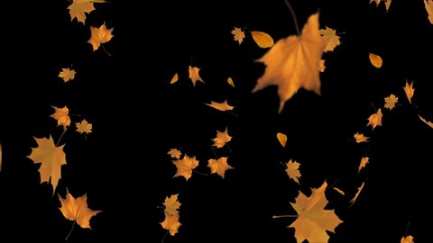 Falling autumn maple leaves Fall Realistic. 3D 4K loop Animation Alpha channel. 