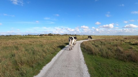 Cows at cycle path at the salt marshes in Schiermonnikoog, the Netherlands