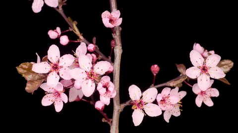 Pink Flowers Blossoms on the Branches Cherry Tree. Dark Background. Time Lapse. 