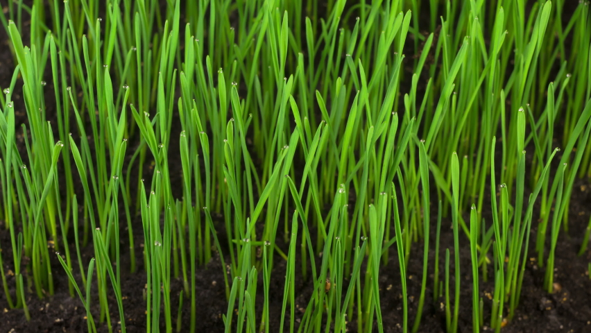 Fresh Green Grass Growing. Accelerated Wheat Plant Growing. Timelapse. Royalty-Free Stock Footage #1060011281