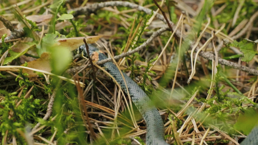 Grass Snake crawls in vibrant green grass in the forest, autumn daylight Royalty-Free Stock Footage #1060014605