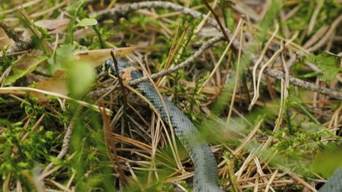 Grass Snake crawls in vibrant green grass in the forest, autumn daylight
